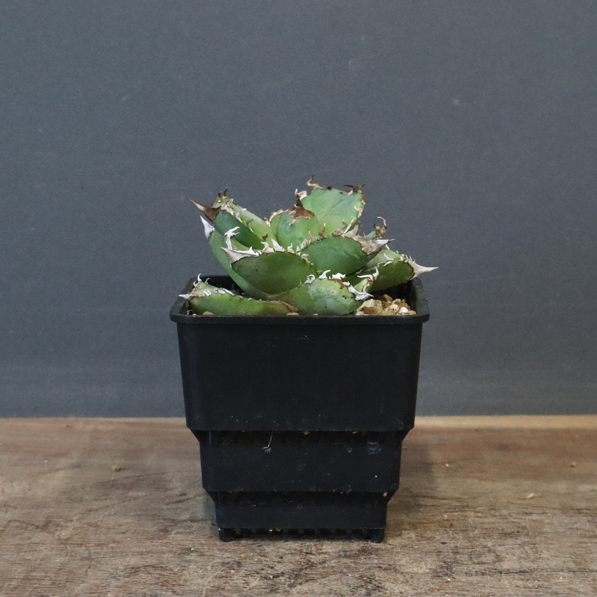 アガベSALE – 3ページ目 – TaiShoDo ONLINE SHOP