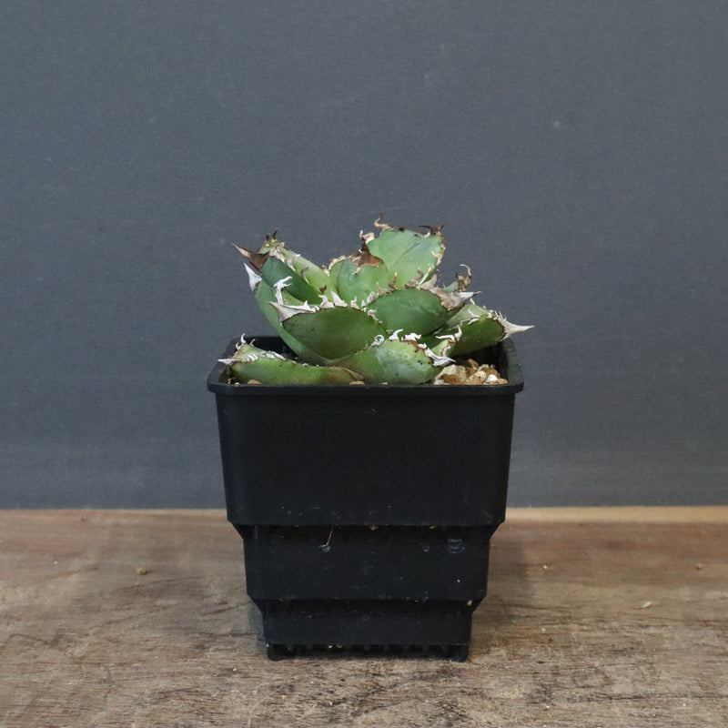 【DRAGON AGAVE】アガベ 皇冠  EC1237