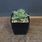 【DRAGON AGAVE】アガベ 皇冠  EC1237