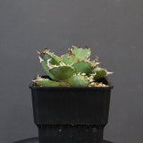 【DRAGON AGAVE】アガベ 皇冠  EC1237