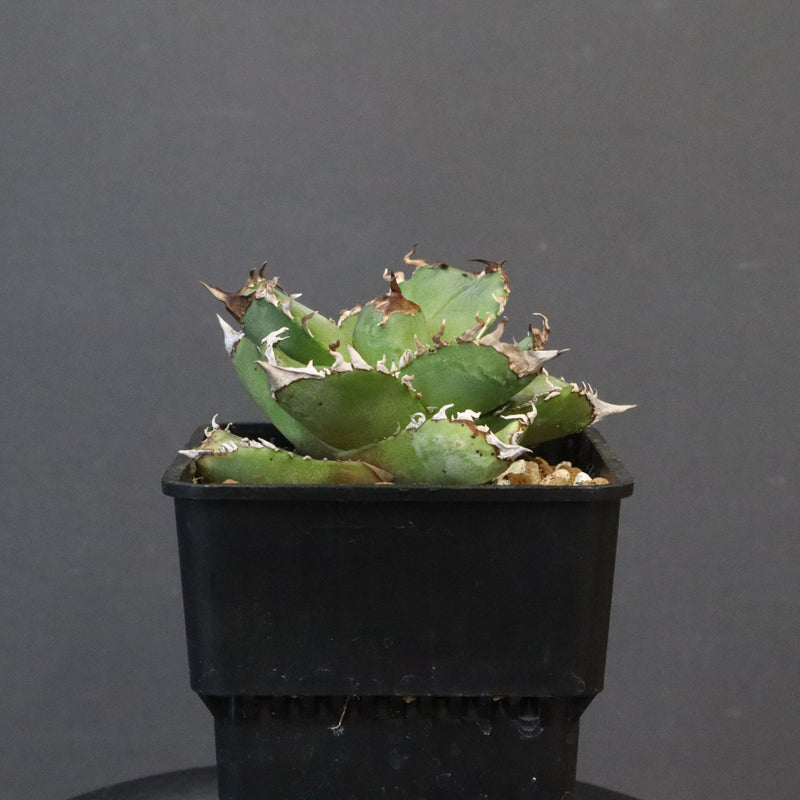 【DRAGON AGAVE】アガベ 皇冠  EC1237