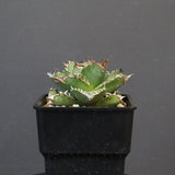 【DRAGON AGAVE】アガベ 皇冠  EC1237