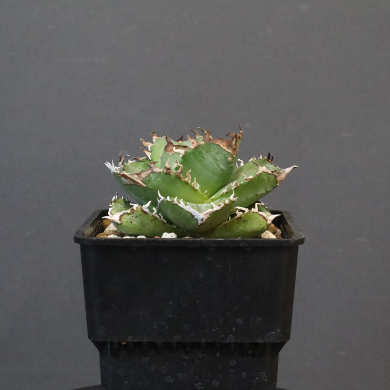 【DRAGON AGAVE】アガベ 皇冠  EC1237