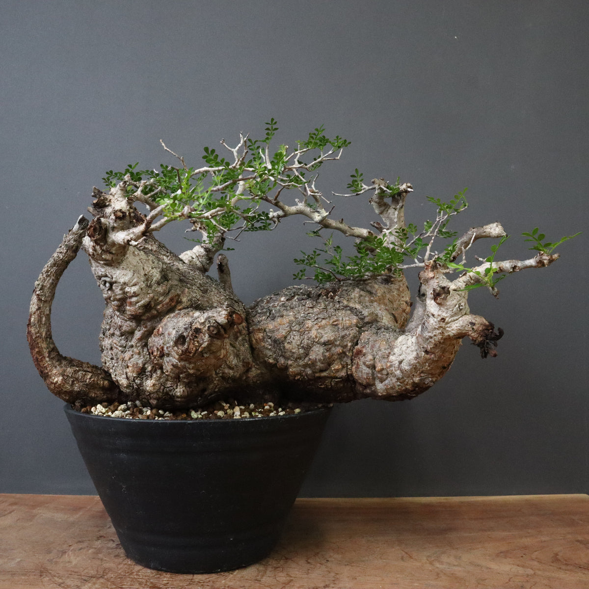 専用‼︎多肉植物^o^  モリモリ❣️マッコス 920現物 多肉植物 マッコス 錦 特大 抜き苗 | るる農園~多肉植物専門