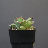 【DRAGON AGAVE】アガベ 皇冠  EC1237