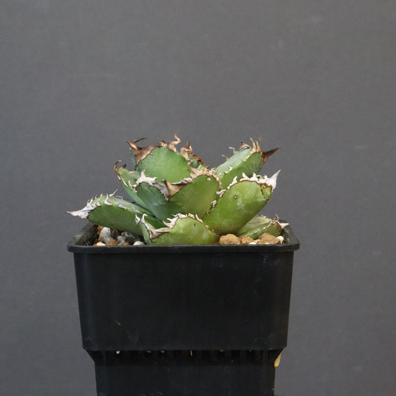 【DRAGON AGAVE】アガベ 皇冠  EC1237