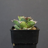 【DRAGON AGAVE】アガベ 皇冠  EC1237