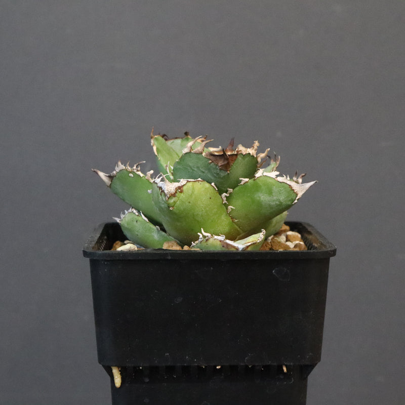 【DRAGON AGAVE】アガベ 皇冠  EC1237