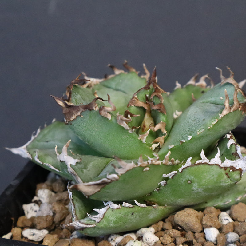 【DRAGON AGAVE】アガベ 皇冠  EC1237