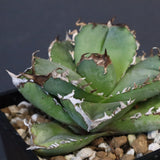 【DRAGON AGAVE】アガベ 皇冠  EC1237