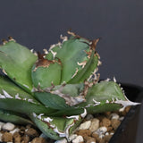 【DRAGON AGAVE】アガベ 皇冠  EC1237