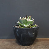 【DRAGON AGAVE】アガベ  螃蟹 EC1239