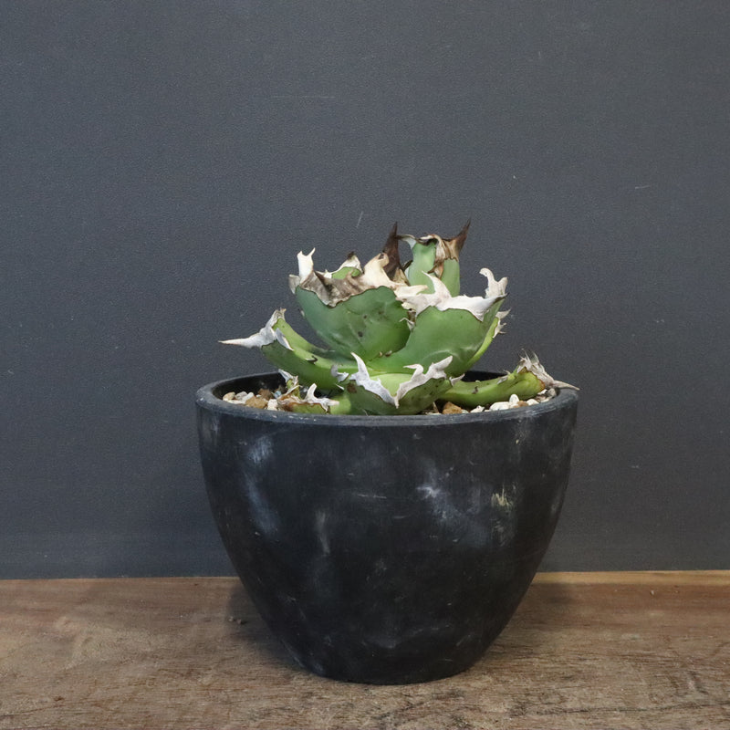 【DRAGON AGAVE】アガベ  螃蟹 EC1239