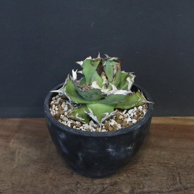 【DRAGON AGAVE】アガベ  螃蟹 EC1239