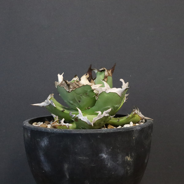 【DRAGON AGAVE】アガベ  螃蟹 EC1239