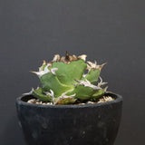 【DRAGON AGAVE】アガベ  螃蟹 EC1239