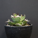 【DRAGON AGAVE】アガベ  螃蟹 EC1239