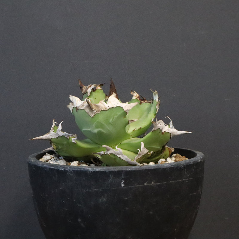 【DRAGON AGAVE】アガベ  螃蟹 EC1239