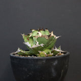 【DRAGON AGAVE】アガベ  螃蟹 EC1239