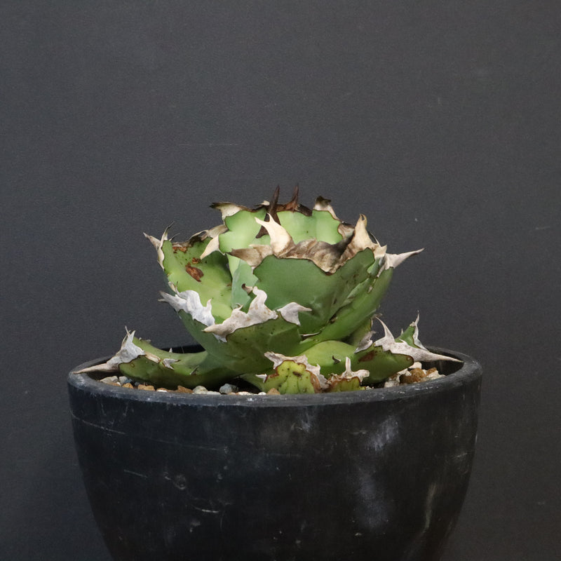 【DRAGON AGAVE】アガベ  螃蟹 EC1239