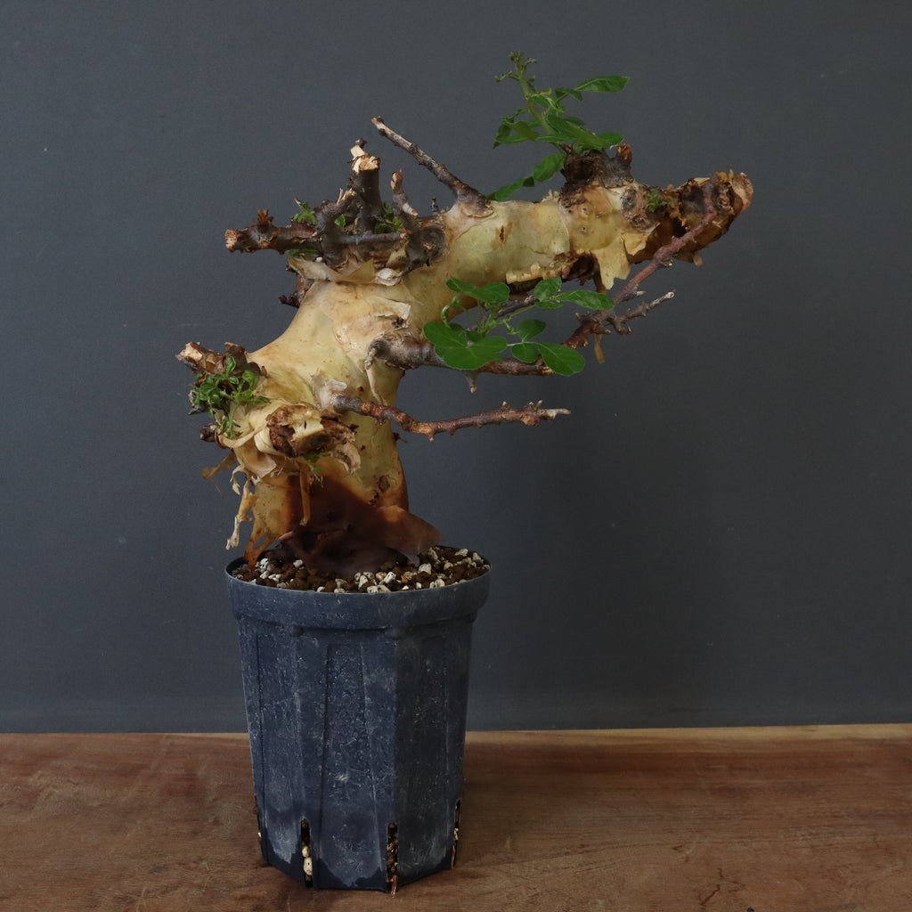 C.カタフ ターカネンシス 30 – TaiShoDo ONLINE SHOP