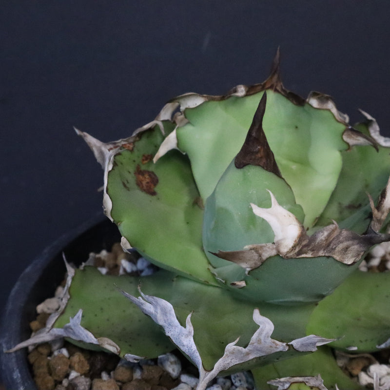 【DRAGON AGAVE】アガベ  螃蟹 EC1239