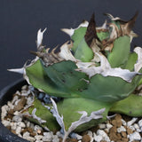 【DRAGON AGAVE】アガベ  螃蟹 EC1239