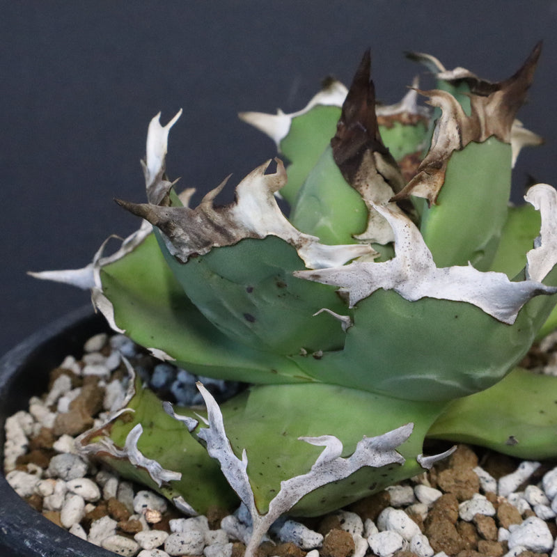 【DRAGON AGAVE】アガベ  螃蟹 EC1239