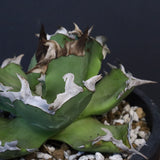 【DRAGON AGAVE】アガベ  螃蟹 EC1239