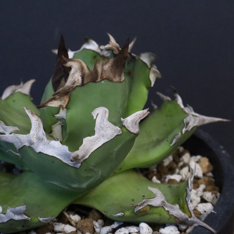 【DRAGON AGAVE】アガベ  螃蟹 EC1239