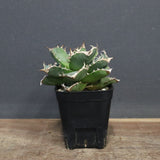 【DRAGON AGAVE】アガベ 清櫻　EC1240