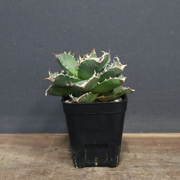 【DRAGON AGAVE】アガベ 清櫻　EC1240