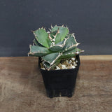 【DRAGON AGAVE】アガベ 清櫻　EC1240