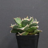 【DRAGON AGAVE】アガベ 清櫻　EC1240