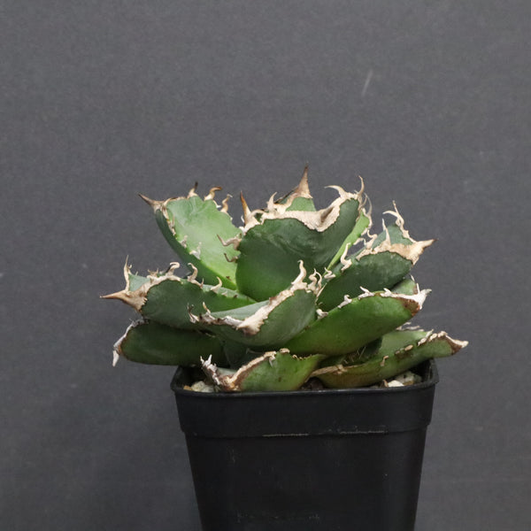 【DRAGON AGAVE】アガベ 清櫻　EC1240