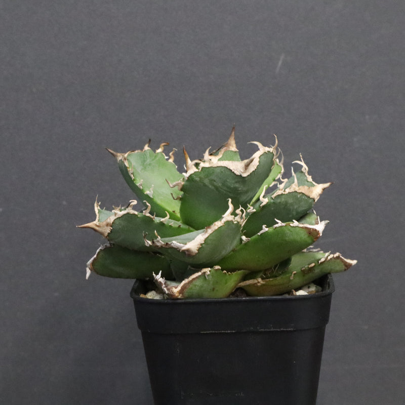 【DRAGON AGAVE】アガベ 清櫻　EC1240