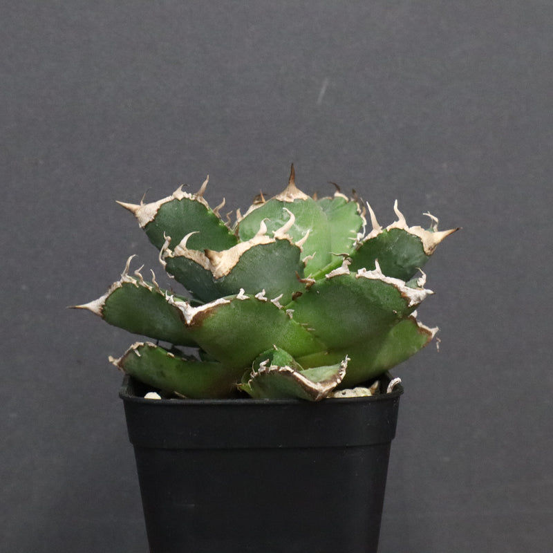 【DRAGON AGAVE】アガベ 清櫻　EC1240