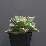 【DRAGON AGAVE】アガベ 清櫻　EC1240