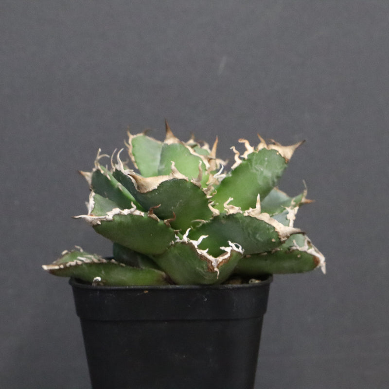 【DRAGON AGAVE】アガベ 清櫻　EC1240