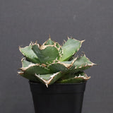 【DRAGON AGAVE】アガベ 清櫻　EC1240