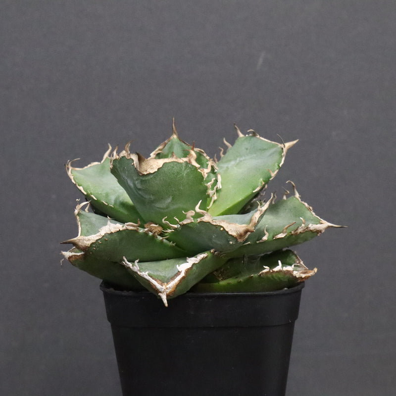 【DRAGON AGAVE】アガベ 清櫻　EC1240