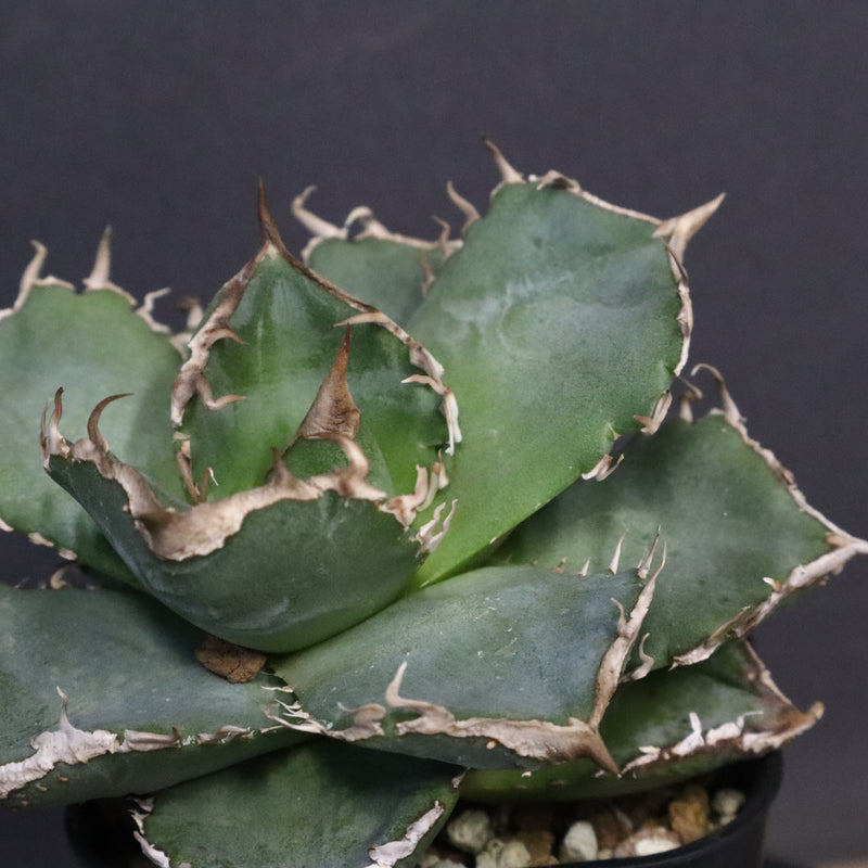 【DRAGON AGAVE】アガベ 清櫻　EC1240