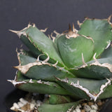 【DRAGON AGAVE】アガベ 清櫻　EC1240