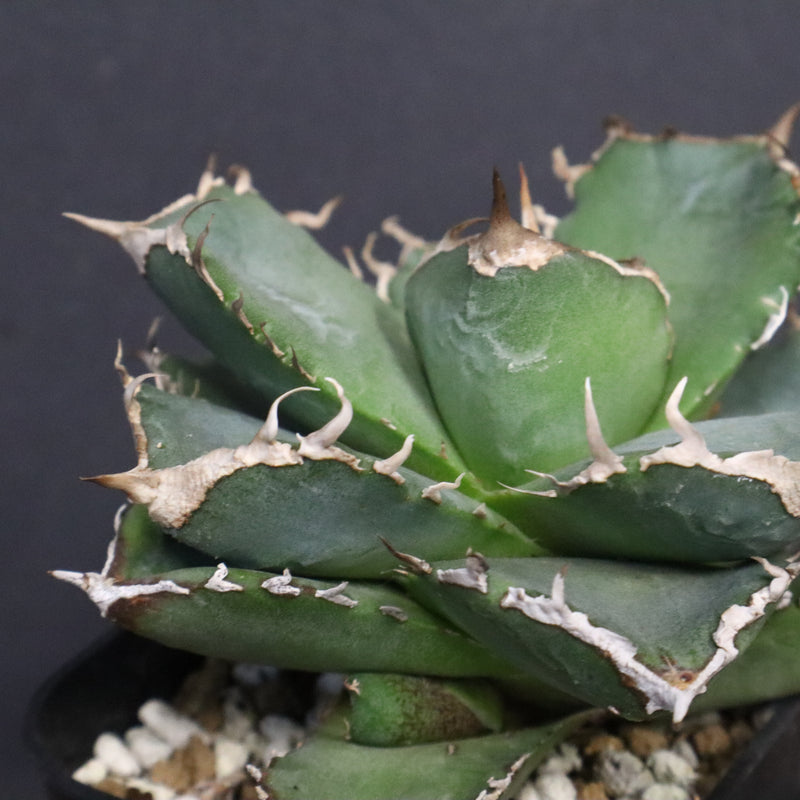 【DRAGON AGAVE】アガベ 清櫻　EC1240