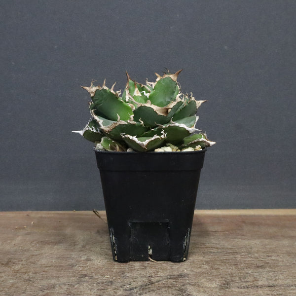 【DRAGON AGAVE】アガベ 清櫻　EC1241