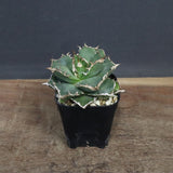 【DRAGON AGAVE】アガベ 清櫻　EC1241