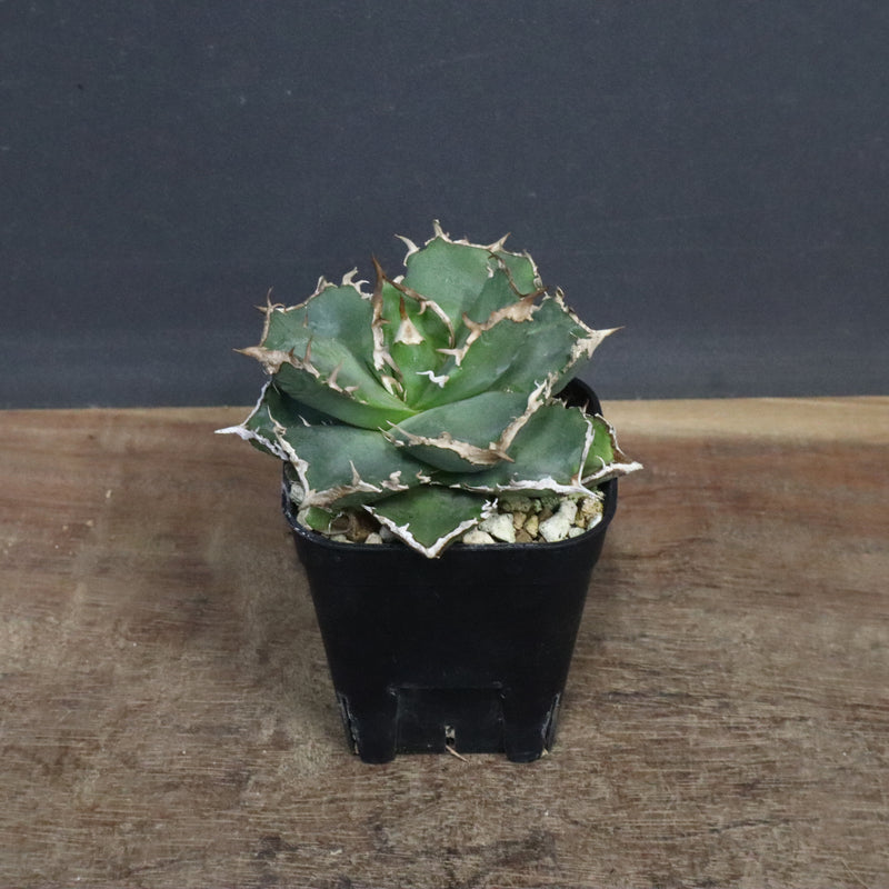 【DRAGON AGAVE】アガベ 清櫻　EC1241