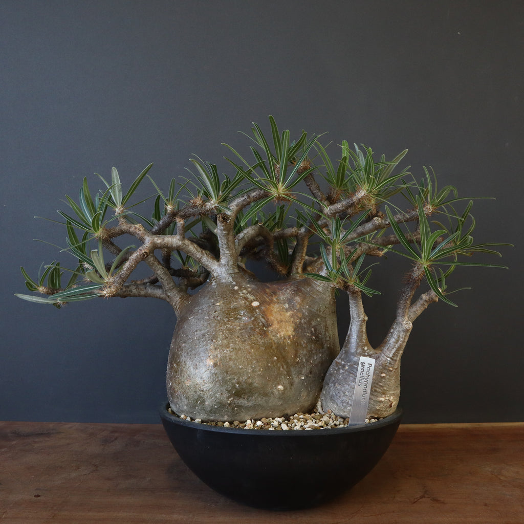 tsubasa2525パキポディウム　グラキリス　現地株 パキポディウム グラキリス 【現地球/発根済み】HK2402615