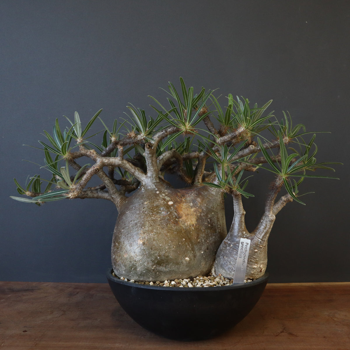 イボアコウ　盆栽　塊根 イボアコウ 盆栽 塊根 イボアコウ 盆栽 塊根 Mini bonsai of