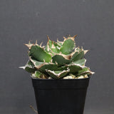 【DRAGON AGAVE】アガベ 清櫻　EC1241